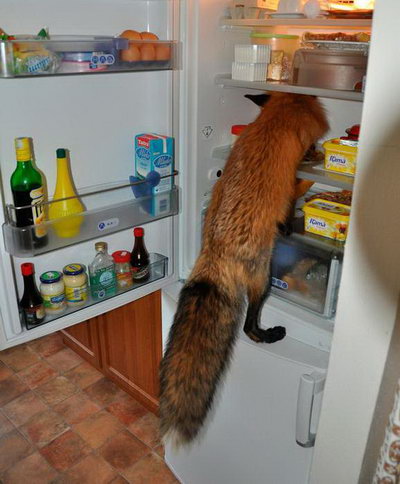 FireFox � ������������