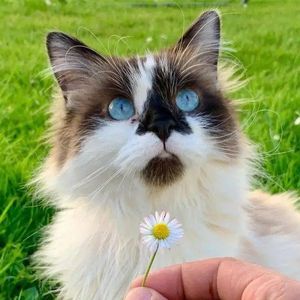 ��� � �������