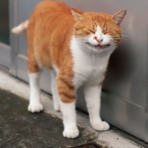 ��������� ���