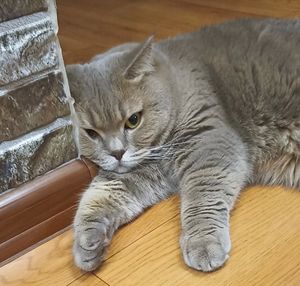 ��� �����