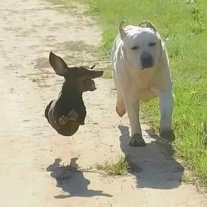 ��� ������