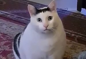 ���