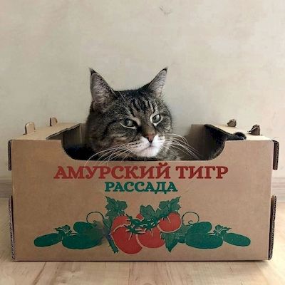 �������� ����
