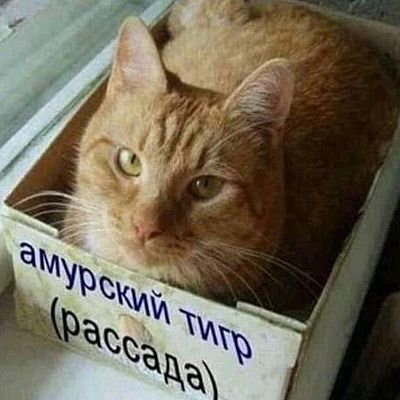 �������� ����