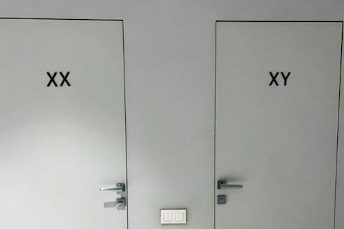 XX ��� XY