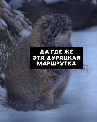 ����� ���� ���������
