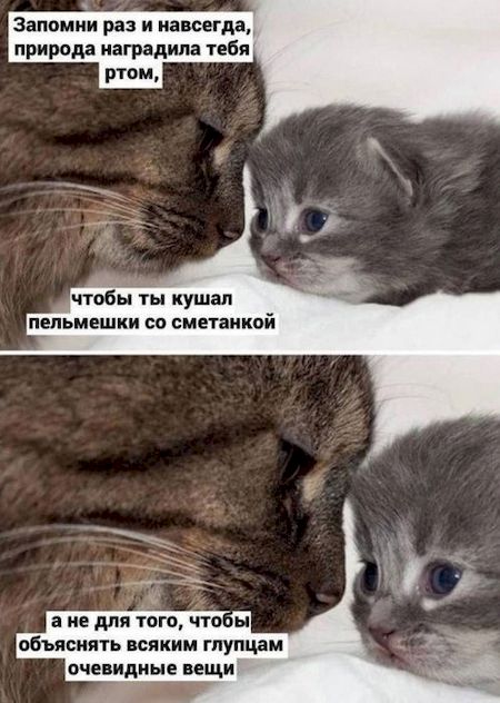 ������ ���������